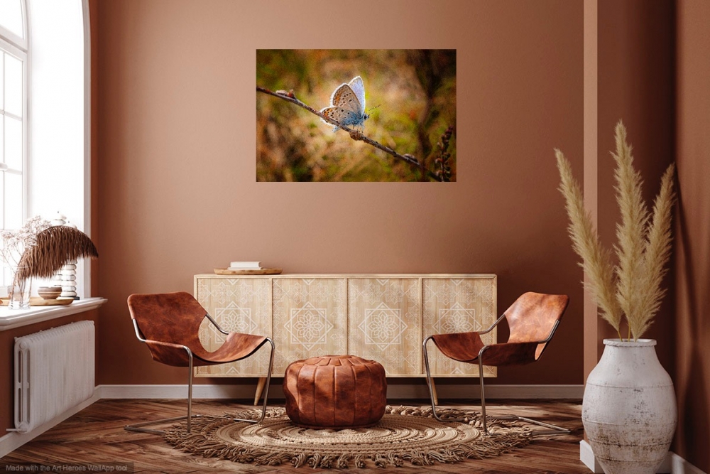 The Heathland Jewel (Silver-studded Blue butterfly)