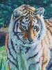 First Encounter - Amur Tiger