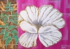 White poppy