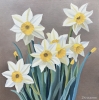 Spring Daffodils