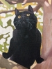 Cat In The Tree