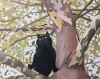 Cat In The Tree