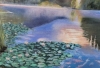 Waterlillies