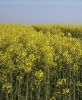 A Field Beneath the Infinite