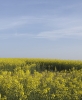A Field Beneath the Infinite