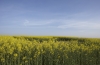 A Field Beneath the Infinite