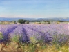 Lavender fields at Valensole