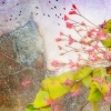 Field of Flowers