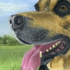 A Faithful Friend 