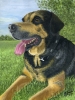 A Faithful Friend 