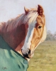 Clipped and Rugged Up - Palamino Pony