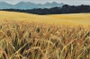 Fields of Barley