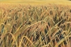 Fields of Barley