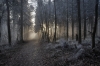 Frost at the Edge of Evening