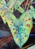 Island Forest Mosaic