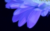 Secret Signals: Gerbera 1
