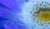 Secret Signals: Gerbera 2