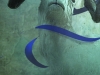 \"The Goat With Blue Ribbon\"