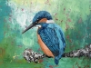 Kingfisher by the River