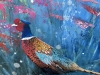Ring-necked Pheasant at Dawn