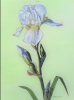 White Iris