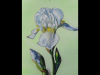 White Iris