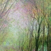 Rainbow Woodland