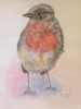 Young Robin 