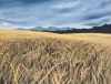Fields of Barley
