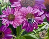 Echincea And Bumble Bee