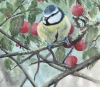A Blue Tit Among the Cherries