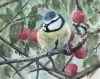 A Blue Tit Among the Cherries