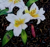 Lilies of the Night