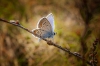 The Heathland Jewel (Silver-studded Blue butterfly)