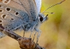 The Heathland Jewel (Silver-studded Blue butterfly)