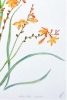 Summer's Flame