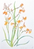 Summer's Flame