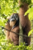 Old Men of the Forest: The Forest Patriarch
