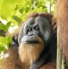 Old Men of the Forest: The Forest Patriarch