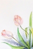 Blush Tulips