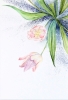 Blush Tulips