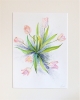 Blush Tulips