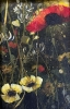 Poppy & Buttercups 1 Flowers Framed