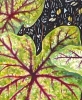 The Language of Leaves
