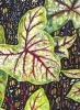 The Language of Leaves