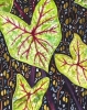 The Language of Leaves