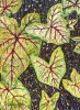 The Language of Leaves