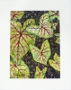 The Language of Leaves