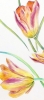 A Dance of Tulips