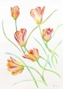 A Dance of Tulips